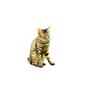 A Striped Tabby Cat Sits On A Stone In A Vibrant Garden With Lush Greenery. 17907 - Cat PNG image with transparent background